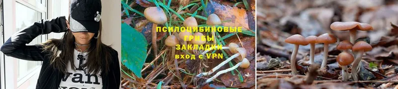 дарнет шоп  Сатка  OMG сайт  Псилоцибиновые грибы Cubensis 